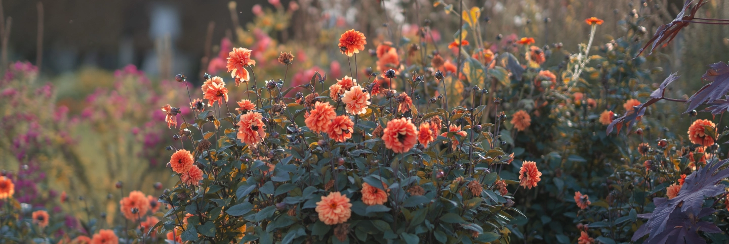 Dahlias