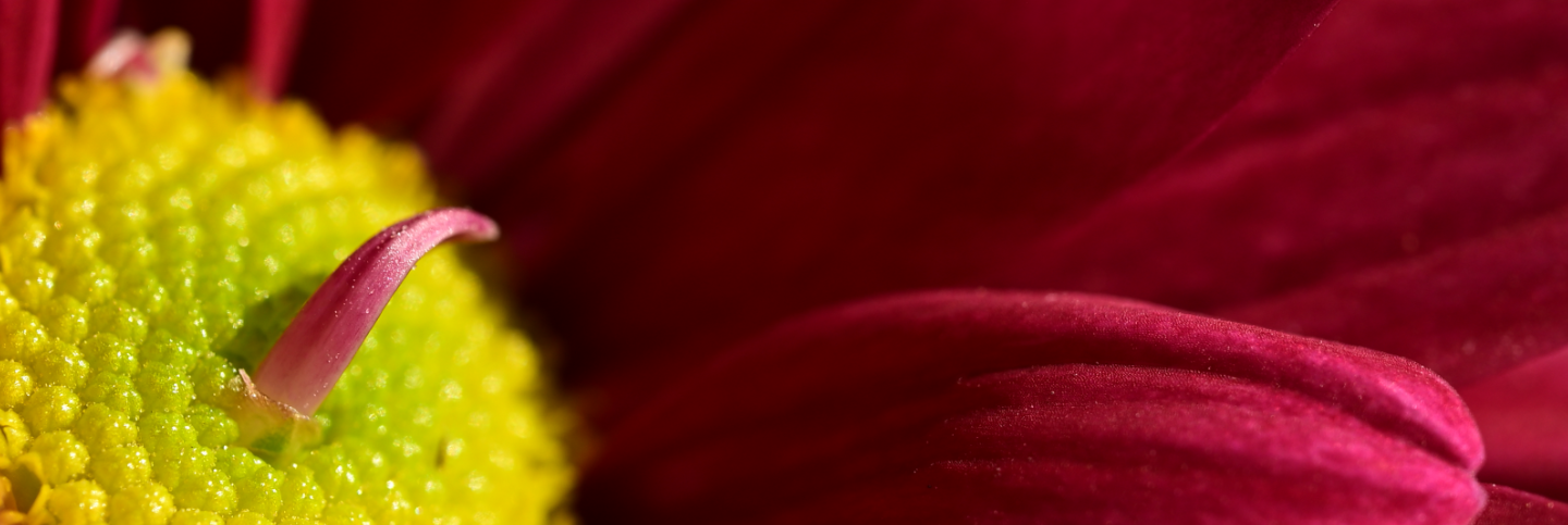 Hampton Court Flower Show - deep red petals